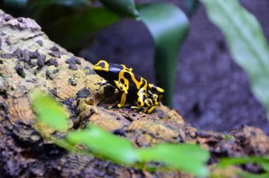 Sarı ve siyah kurbağa.