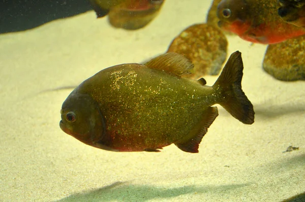 Екзотична Риба Акваріумі — стокове фото