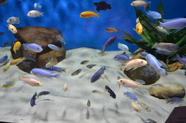 Exotische Fische Aquarium — Stockfoto