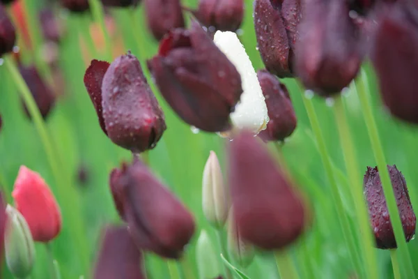 Bright and colorful flowers tulips on the background of spring landscape. Buds of tulips with fresh green leaves in soft lights at blur background with place for your text. Holland tulip bloom.