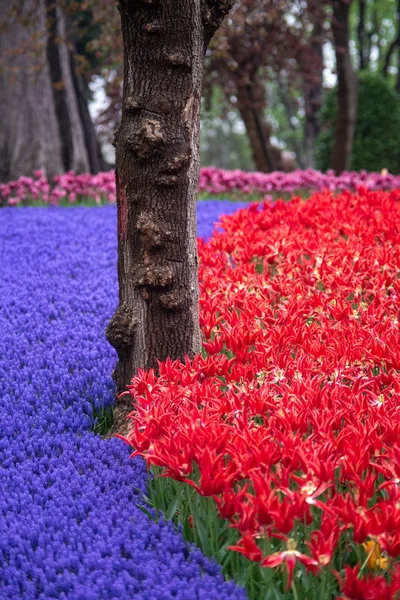 Bright and colorful flowers tulips on the background of spring landscape. Buds of tulips with fresh green leaves in soft lights at blur background with place for your text. Holland tulip bloom.