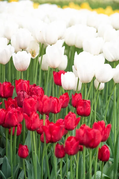 Bright and colorful flowers tulips on the background of spring landscape. Buds of tulips with fresh green leaves in soft lights at blur background with place for your text. Holland tulip bloom.