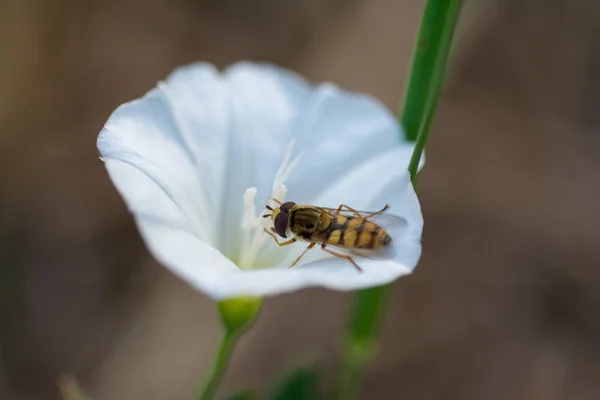 Bal arısı mor, kırmızı turuncu ya da sarı akış üzerine polen toplar