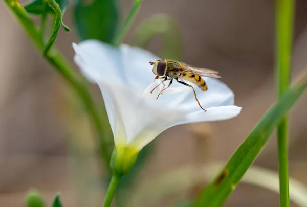 Honey Bee collecting pollen on purple, red orange or yellow flow — Stock Photo, Image