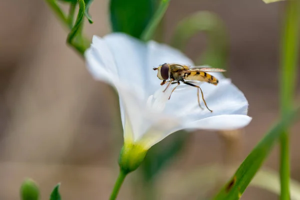 Bal arısı mor, kırmızı turuncu ya da sarı akış üzerine polen toplar