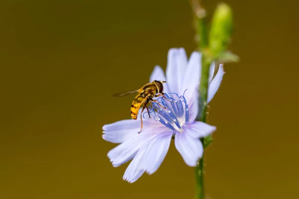 Honey Bee coleta de pólen no fluxo roxo, vermelho laranja ou amarelo — Fotografia de Stock