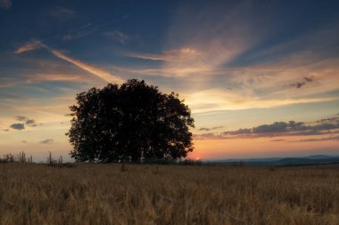 Gün batımında tarlada yapayalnız ağaç