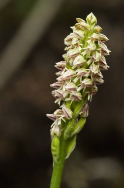 Dense flowered orchid inflorescense - Neotinea maculata clipart