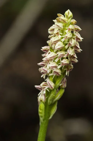 密集した花が咲く蘭花茎で強く発現 - Neotinea ワーギ — ストック写真