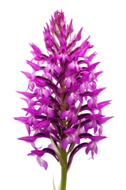 Vahşi ve nadir orkide melez Anacamptis x simorrensis önümüzdeki beyaz bir arka plan karşı izole. Piramit orkide (Anacamptis pyramidalis) ve hata orkide (Anacamptis coriophora) arasında bir melez olduğunu. Lisbon, Portekiz.