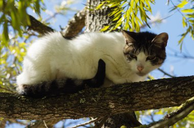 Beyaz ve gri sokak kedisi dal tehdit uzağa gitmek için bir ağaç ve beklediği kadar koştu. Şüpheli arıyorsunuz.