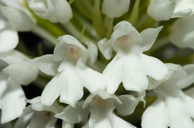Nadir beyaz çiçek - albiflora - vahşi piramit orkide (Anacamptis pyramidalis) sürümü. Çiçek ayrıntı. Serra da Arrabida, Portekiz.