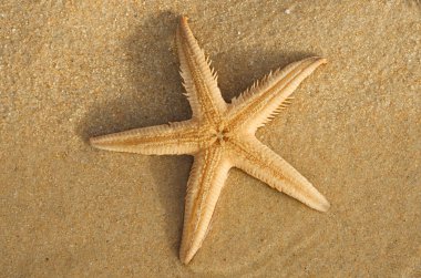 Kum deniz yıldızı (Astropecten sp.) alt veya sözlü yüzey kumların üzerinden tarak. Lagoa de Albufeira beach, Setubal, Portekiz.