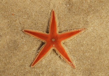Turuncu tarağı deniz yıldızı (Astropecten sp.) aboral yüzey Özeti kum ve ince, şeffaf, temiz su tabakası altında. Lagoa de Albufeira beach, Setubal, Portekiz.