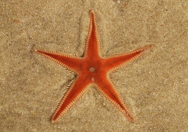 Turuncu tarağı deniz yıldızı (Astropecten sp.) kum ve açık, şeffaf, su ince bir tabaka altında genel bakış toprağa. Lagoa de Albufeira beach, Setubal, Portekiz.