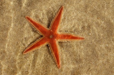 Turuncu tarağı deniz yıldızı (Astropecten sp.) Özeti kum üzerinde ve temiz su tabakası altında. Su bozulma. Lagoa de Albufeira beach, Setubal, Portekiz.