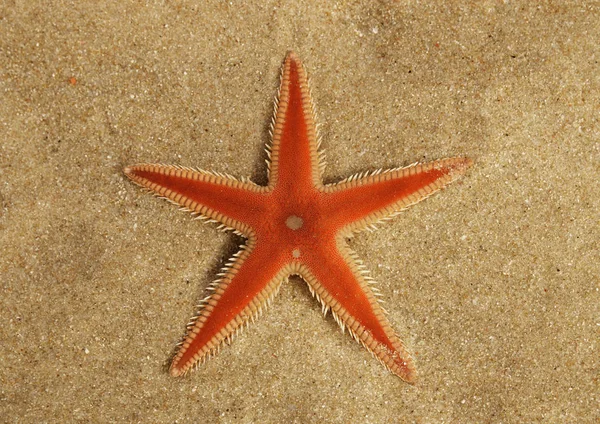 Orange Hřeben Hvězdice Astropecten Aboral Přehled Povrchu Písku Pod Tenkou — Stock fotografie