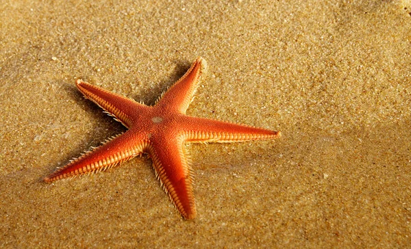 Perspective Sand Starfish Aka Comb Starfish Astropecten Пляже Половина Чистой — стоковое фото