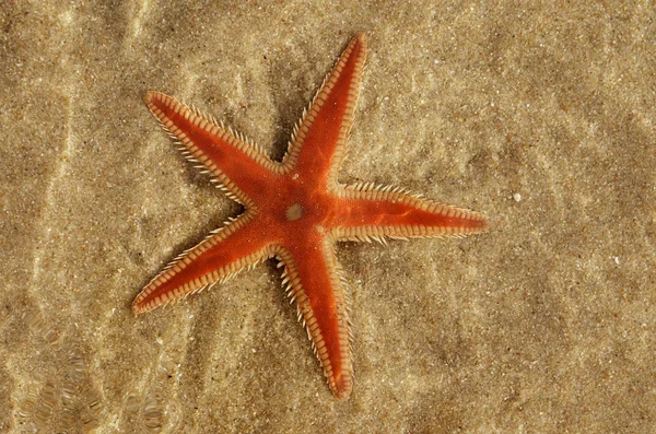 Orange Comb Starfish Astropecten Обзор Над Песком Слоем Чистой Воды — стоковое фото