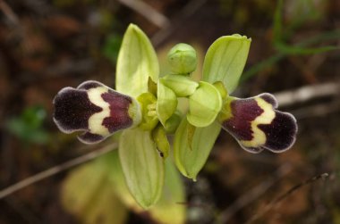Ophrys dyris namı diğer Ophrys omegaifera subsp 'nin (Ophrys dyris) iki yabani orkide çiçeğinin kahverengi versiyonunun genel görünümü. Doğal bir arka plan üzerinden. Arrabida Dağları, Portekiz.