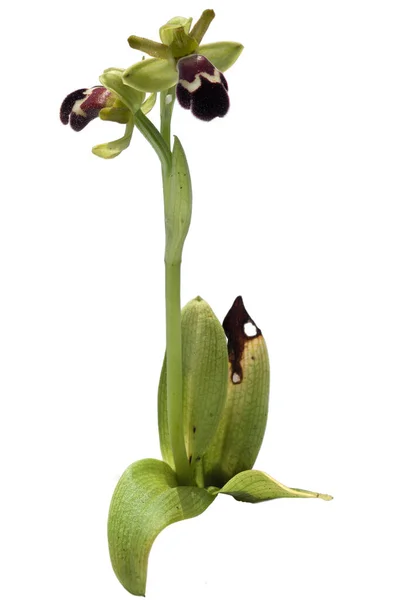 Vollständige Pflanzenansicht Der Wilden Orchidee Namens Omega Ophrys Ophrys Dyris — Stockfoto