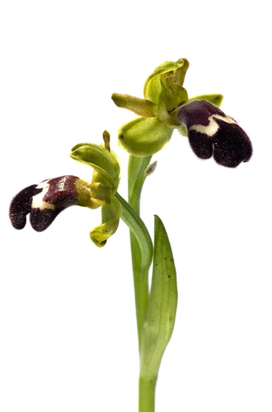 Seitenansicht Von Zwei Omega Ophrys Blüten Ophrys Dyris Aka Ophrys — Stockfoto