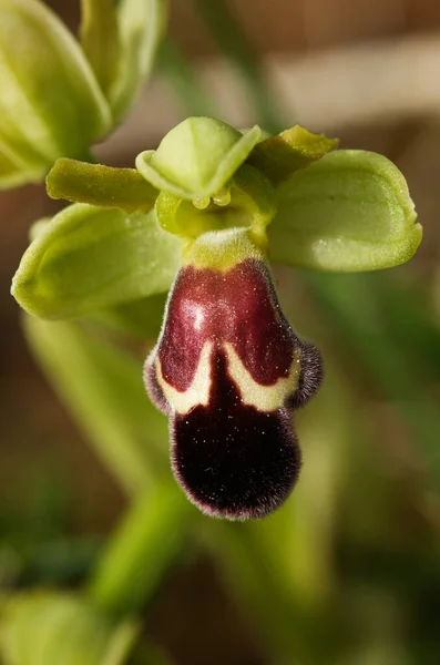 野生ランの赤マクラバージョンの概要オメガオフライスの花 Oflys Dyris Aka Oflys Omegaifera Subsp ディリス 自然な背景の上に ポルトガルのアラビダ山脈 — ストック写真