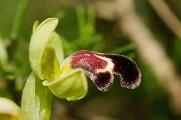Vista Perfil Uma Versão Mácula Vermelha Orquídea Selvagem Omega Ophrys — Fotografia de Stock