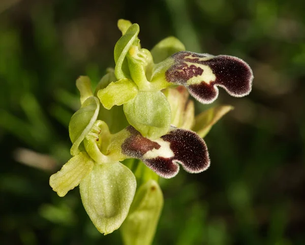 Perspective Brown Version Flowers Wild Orchid Omega Ophrys Ophrys Dyris — Stock Photo, Image