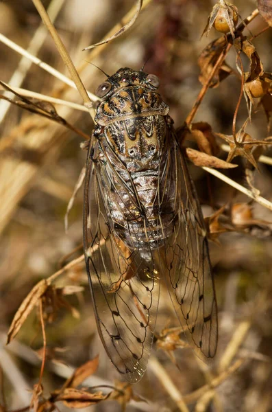 Желтый Коричневый Большой Цикада Cicada Orni Обзор Установленный Сухой Растительности — стоковое фото