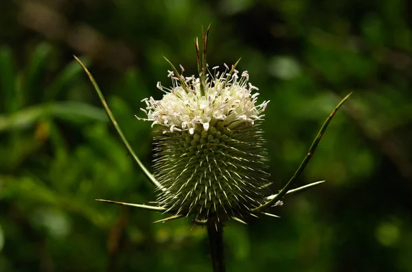 蜂窝状花冠植物 Dipsacus Comosus 盛开的花朵将所有的尖刺和针头覆盖在不集中的自然背景上 葡萄牙塞图巴尔Arrabida — 图库照片