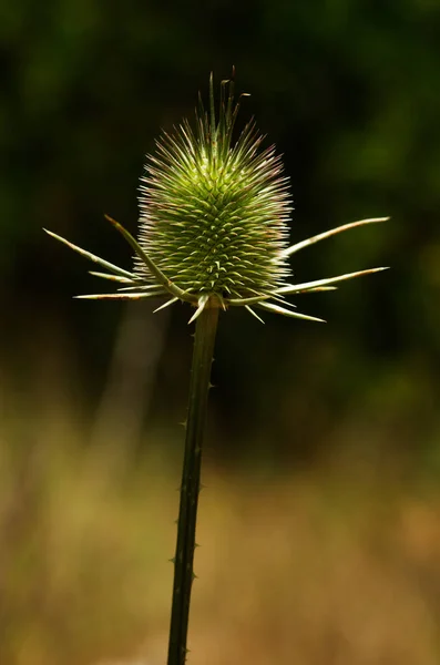 Taraklı Çay Bitkisinin Dipsacus Comosus Kökü Olgunlaşmamış Çiçeği Odak Dışı — Stok fotoğraf