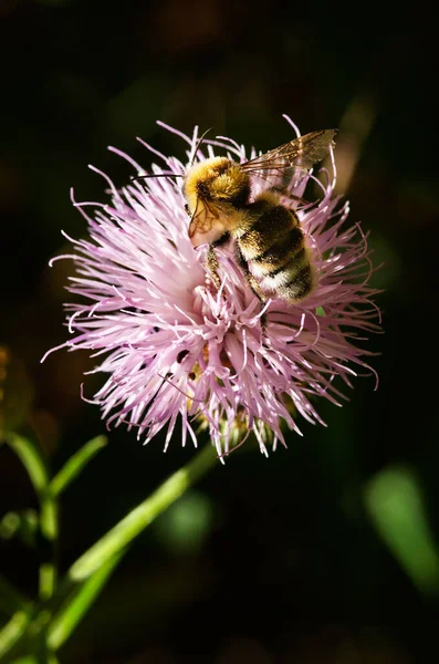 Perspektiva Hnědé Čmeláčí Včely Bombus Ruderatus Opylující Bodlák Cheirolophus Semperviren — Stock fotografie