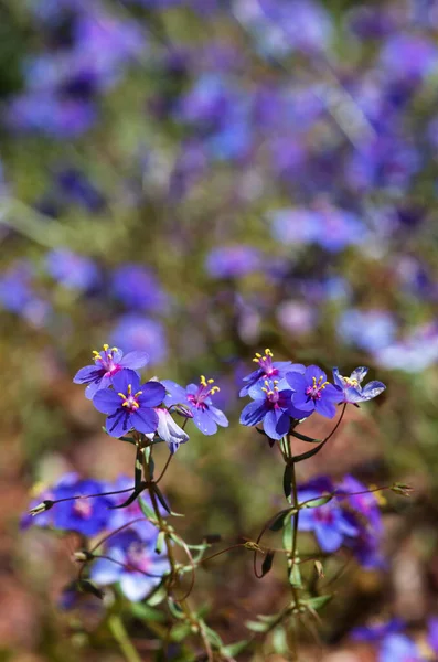 Blue Pimpernel Flowers Anagallis Monelli Lysimachia Monelli Selective Focus Field — Stock Photo, Image