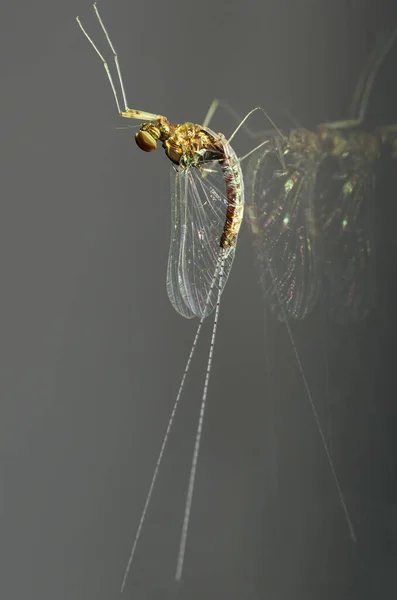 Mayfly Macho Familia Baetidae Situado Verticalmente Una Ventana Cristal Con — Foto de Stock