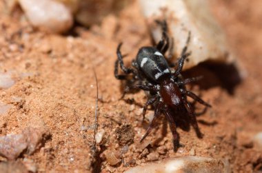 Siyah ve kırmızı yer örümceği (Poecilochroa sp.) Başka bir örümceği avlamak. Siyah karın, beyaz desenli ve koyu kırmızı sefalothorax. Parque Natural da Arrabida, Setubal, Portekiz.