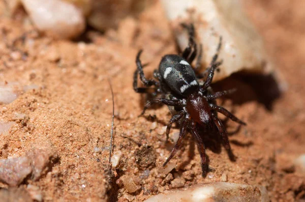 黑色和红色地面蜘蛛 Poecilochroa 捕食另一个蜘蛛 黑色腹部 有白色的花纹和深红色的头胸 葡萄牙Setubal Arrabida自然公园 图库照片