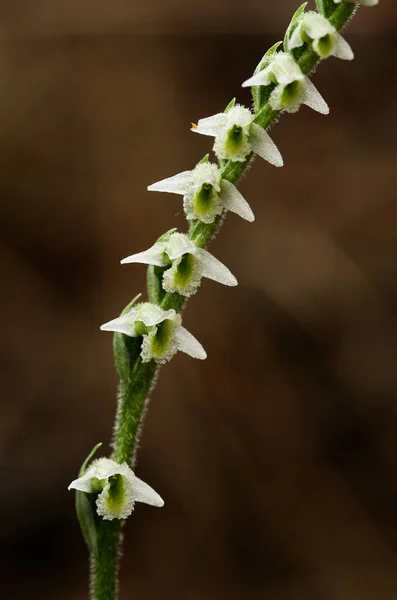 Närbild Blommorna Sten Lady Klänningar Spiranthes Spiralis Orkidã Mot Brun — Stockfoto