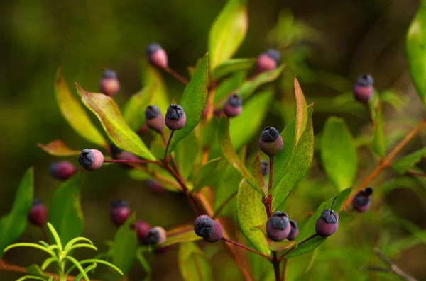Purple Fruits Berries Leaves Common Myrtle Myrtus Communis Arrabida Natural — Stock Photo, Image