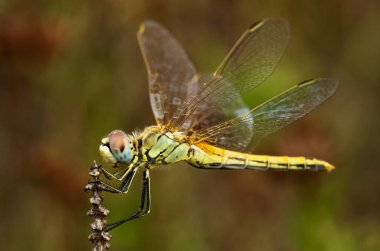Kırmızı damarlı sarı bir ejderha sineğinin (Sympetrum fonscolomthe) yan görüntüsü, odaktan uzak doğal bir arka plana karşı kuru bir dal üzerine kuruludur. Arrabida Doğal Parkı, Setubal, Portekiz.