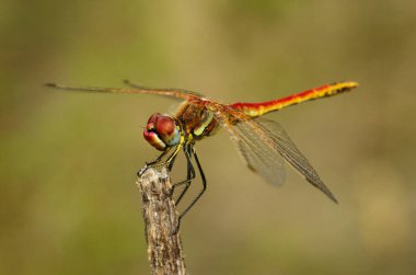 Kırmızı damarlı bir erkek ejderha sineğinin (Sympetrum fonscolomthe) yan görüntüsü, odaktan uzak doğal bir arka plana karşı kuru bir dal üzerine kuruludur. Arrabida Doğal Parkı, Setubal, Portekiz.