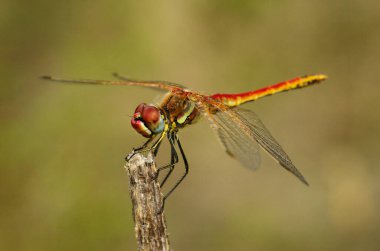 Lateral view of a red male red-veined darter dragon fly (Sympetrum fonscolombii) set on a dry twig against a natural out of focus background. Arrabida Natural Park, Setubal, Portugal. clipart