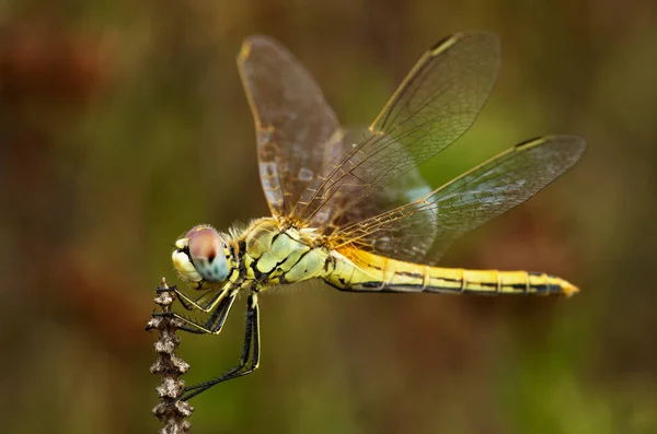 Vista Lateral Uma Fêmea Amarela Vermelho Veios Darter Dragon Fly — Fotografia de Stock