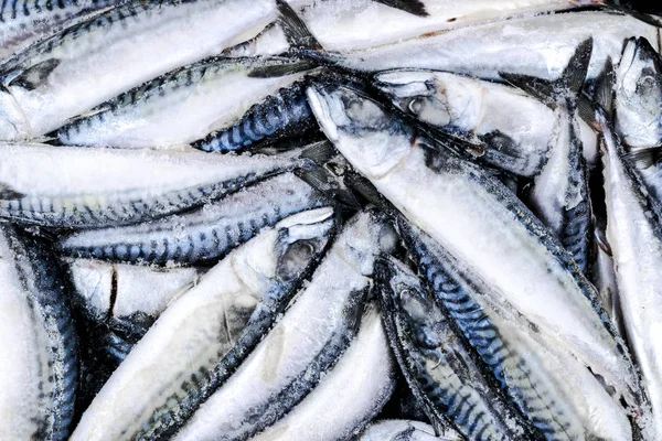 Frozen mackerel. Frozen group of fish. iced atlantic fish. Mackerel. Mackerel pattern. Mackerel texture.