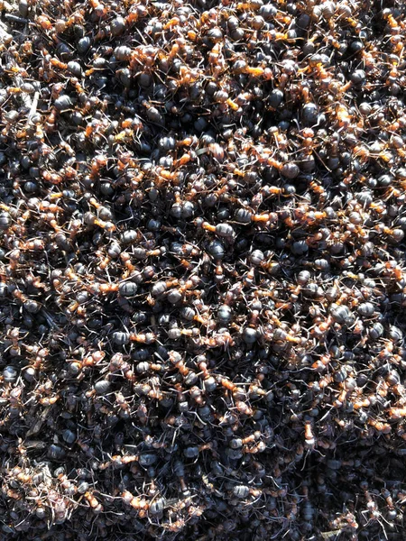 Φόντο Μαύρο Και Κόκκινο Μυρμήγκια Ομαδική Εργασία Χαοτική Τρέχοντας Μυρμήγκια — Φωτογραφία Αρχείου