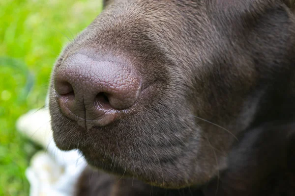 Naso Marrone Labrador Vicino Naso Recupero Labrador Cioccolato Labrador Marrone — Foto Stock