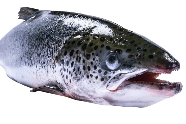 Peixes Salmão Isolados Sobre Fundo Branco Salmão Selvagem Fresco Isolado — Fotografia de Stock