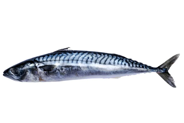 Makrill Fiske Isolerade Vit Bakgrund Fryst Fisk Iskallt Atlanten Fisk — Stockfoto