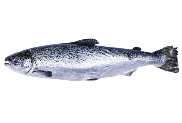 Salmón Aislado Sobre Fondo Blanco Salmón Salvaje Fresco Aislado Sobre — Foto de Stock