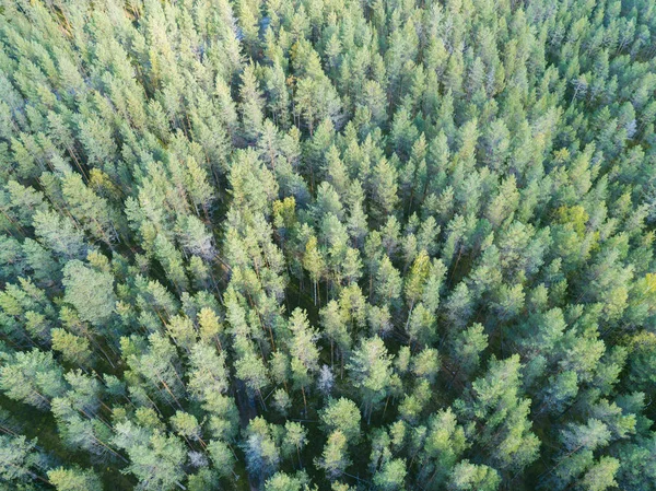 Aerial view of a green forest. Beautiful landscape. Clouds over the green forest. Aerial bird\'s eye trees. Aerial top view forest. Texture of forest view from above.